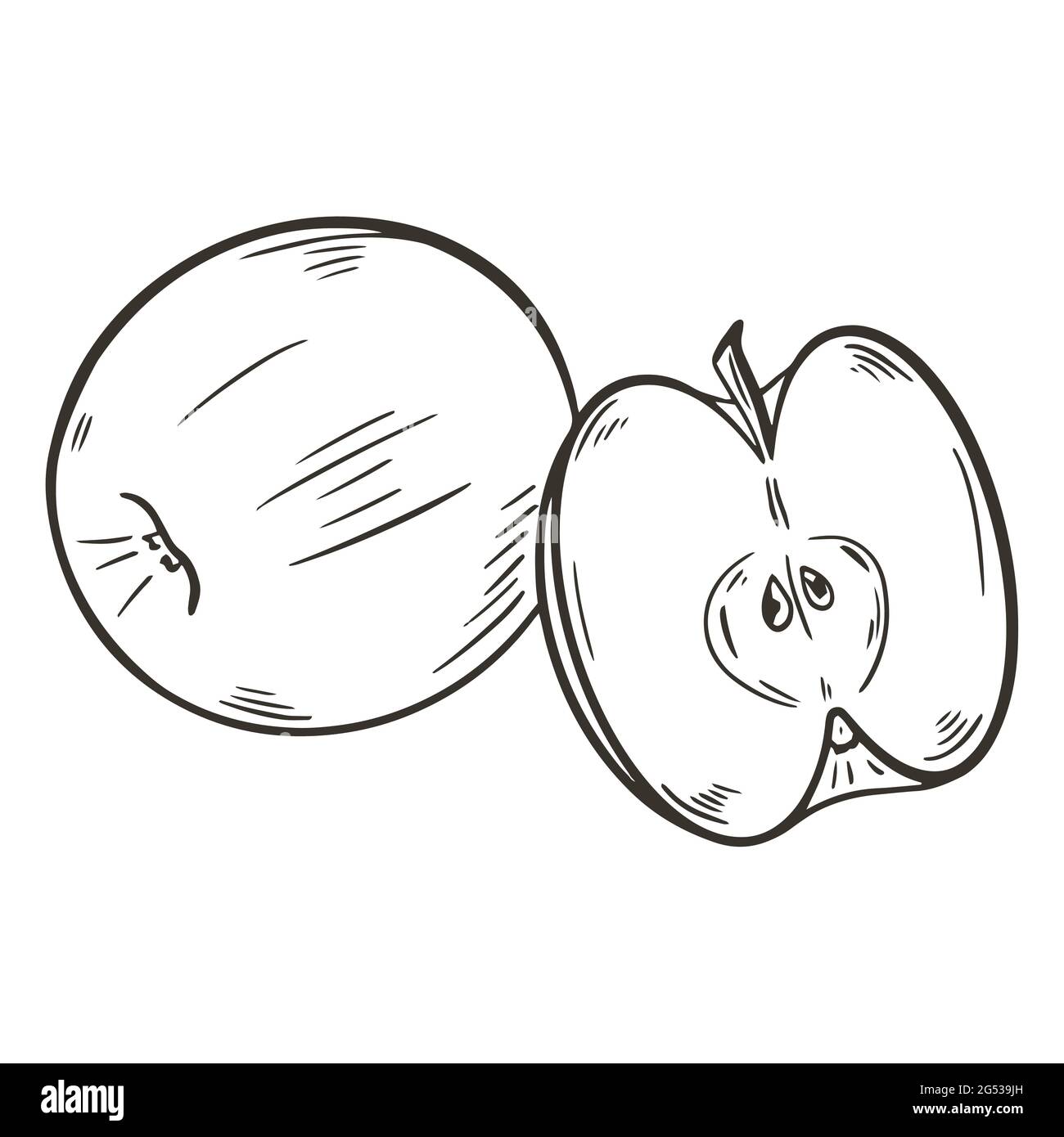 Pair of apples, vector illustration. Sketch hand drawing apple whole and half. Fruit engraving, natural healthy organic food. Stock Vector