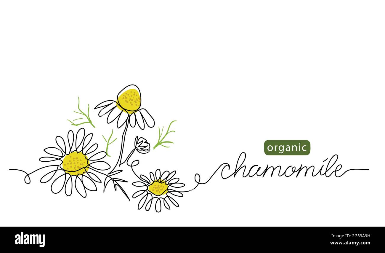 Chamomile, meadow daisy, camomile flowers vector illustration. Background for label design. One continuous line art drawing illustration with Stock Vector