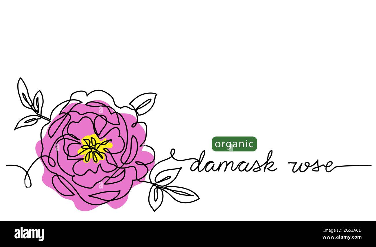 Damask rose, bulgarian flower vector illustration, background for label design. One continuous line art drawing illustration with lettering organic Stock Vector