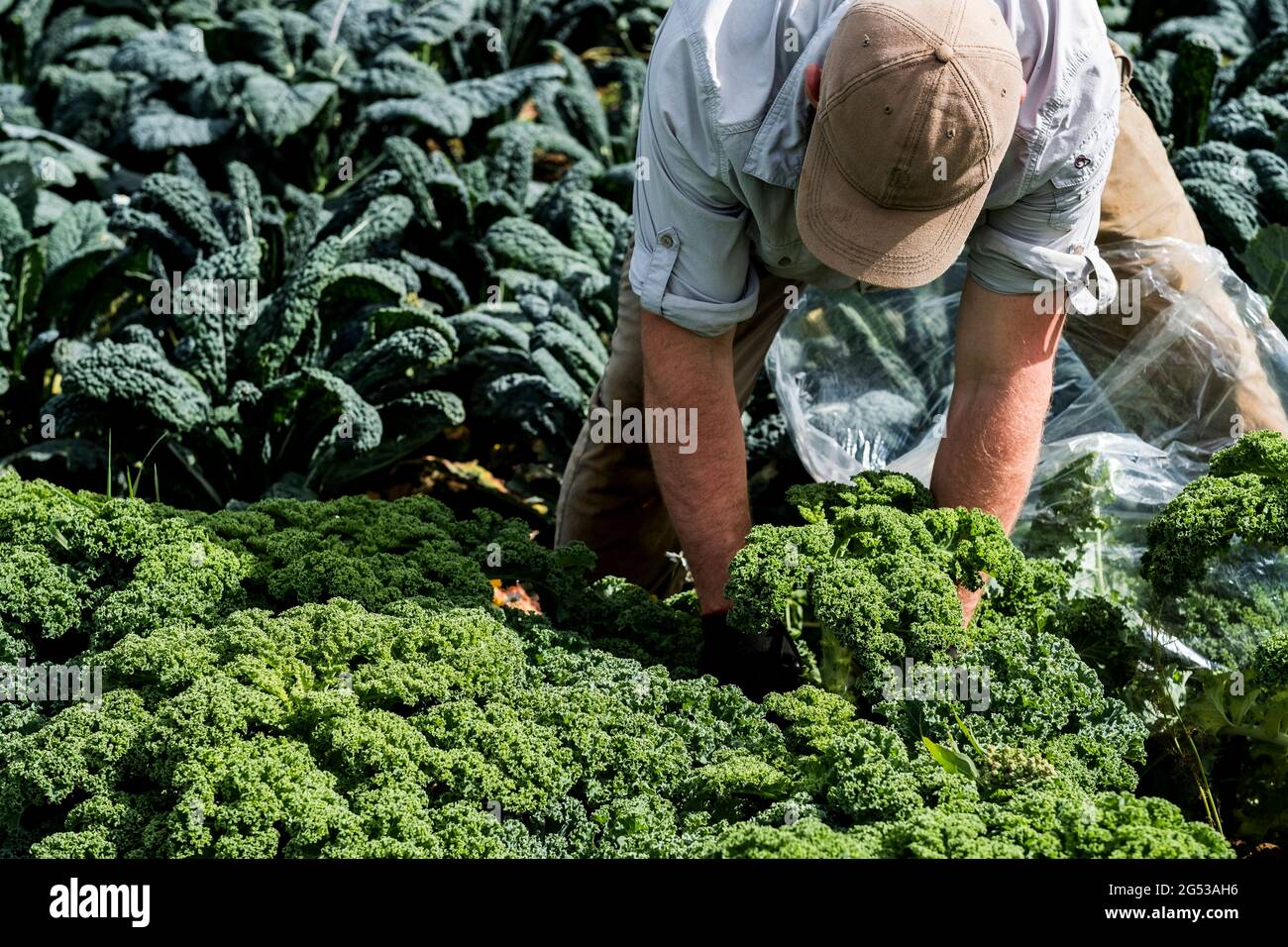 Farmer standing in a field, picking curly kale. Stock Photo