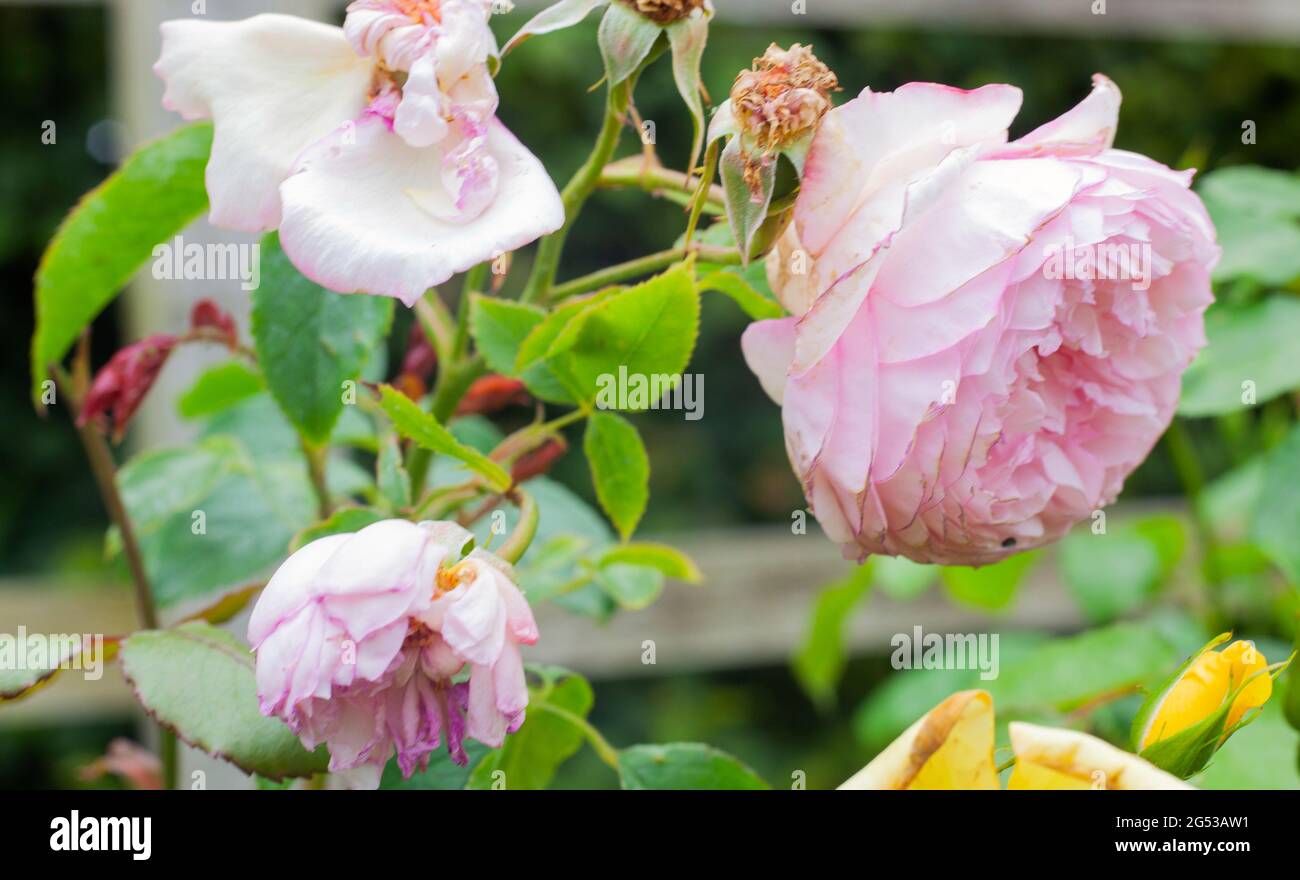 Close-up of Mill on the Floss Rose Stock Photo - Alamy