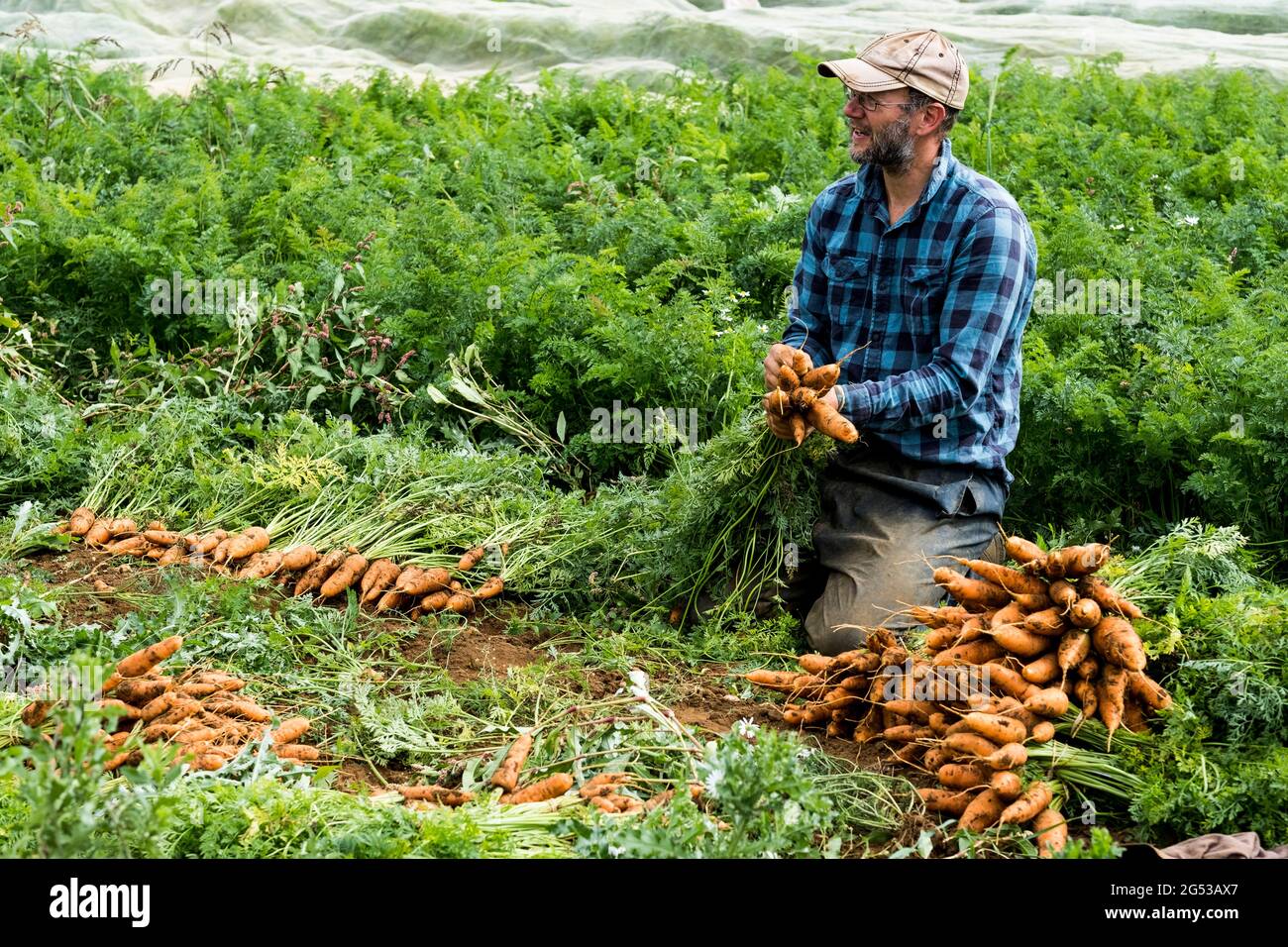 Farmer kneeling in a field, holding bunch of freshly picked carrots ...