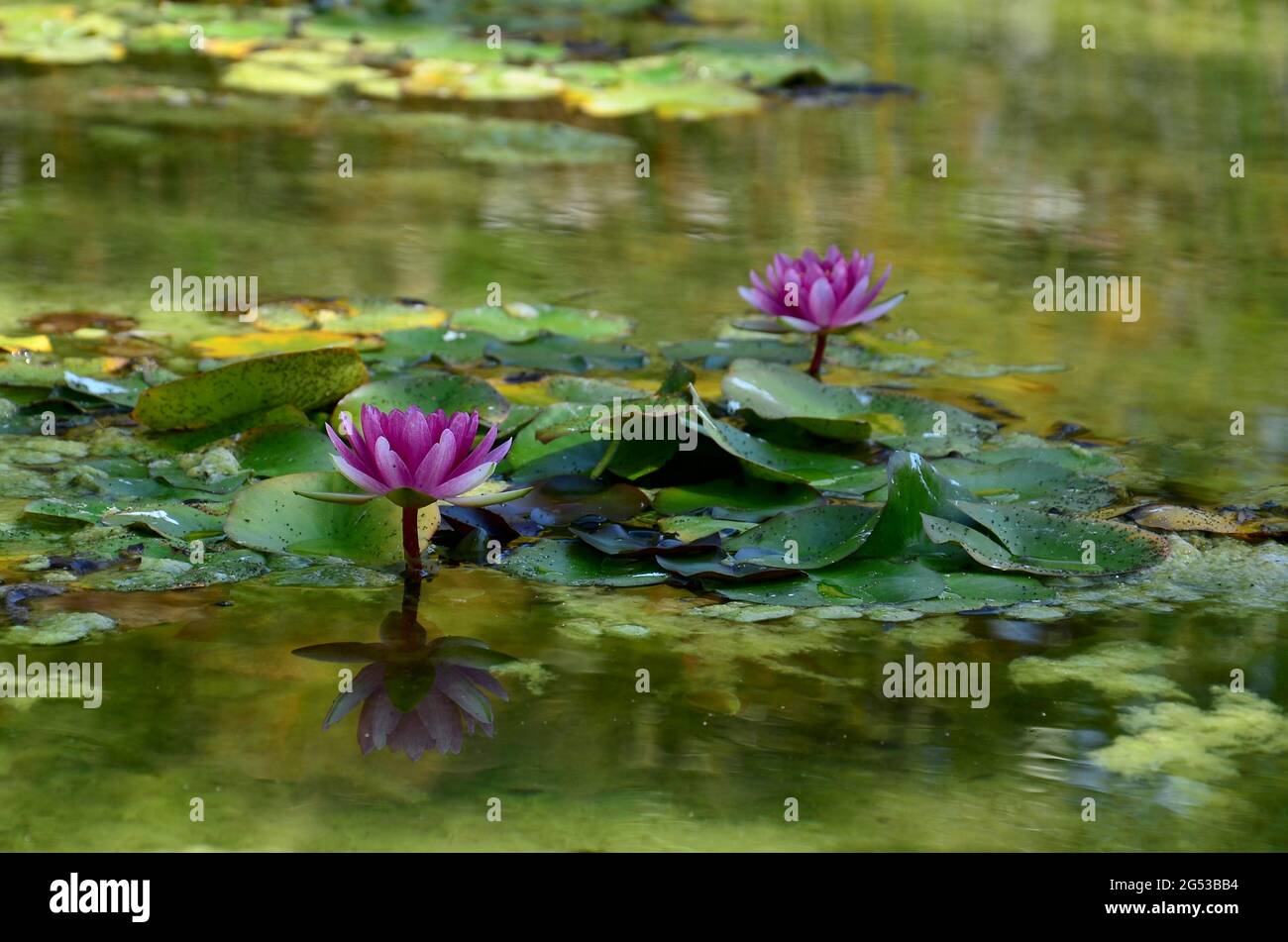 Egyptian Lily High Resolution Stock Photography and Images - Alamy