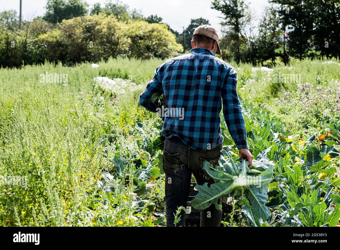 Rear view of farmer wearing black and blue checkered shirt walking through a field. Stock Photo