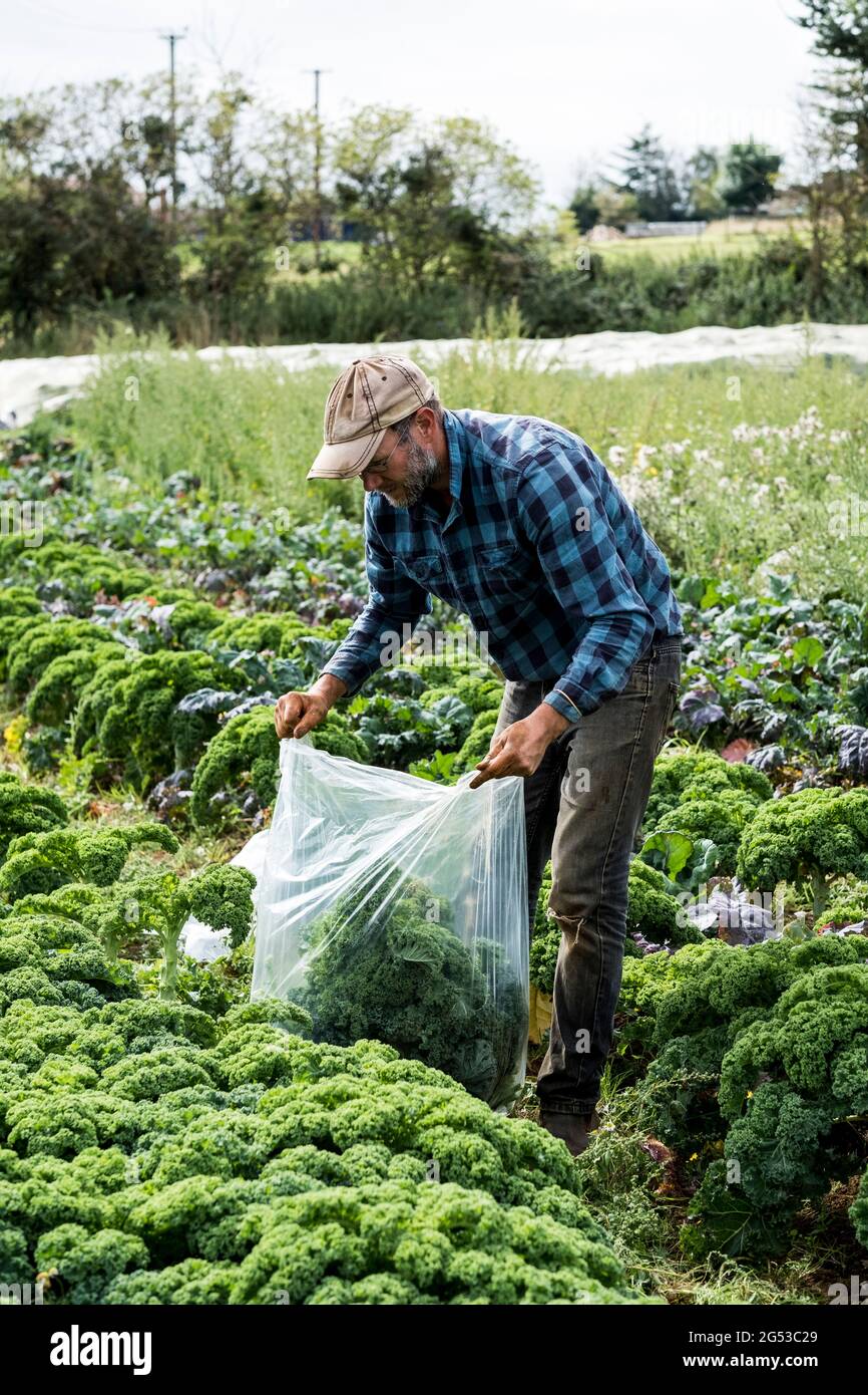 Farmer standing in a field, picking curly kale. Stock Photo