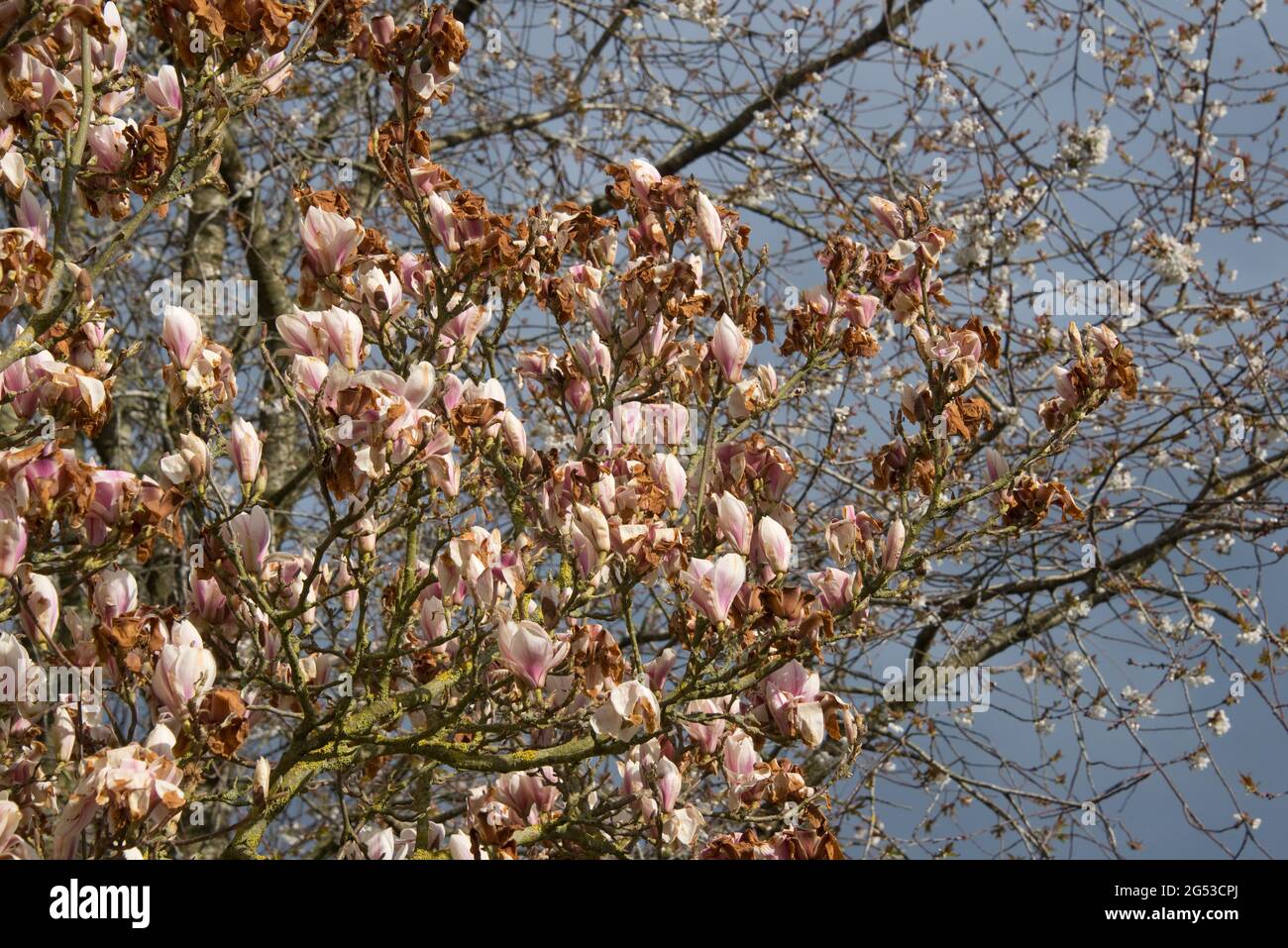 Uk late april flowers hires stock photography and images Alamy