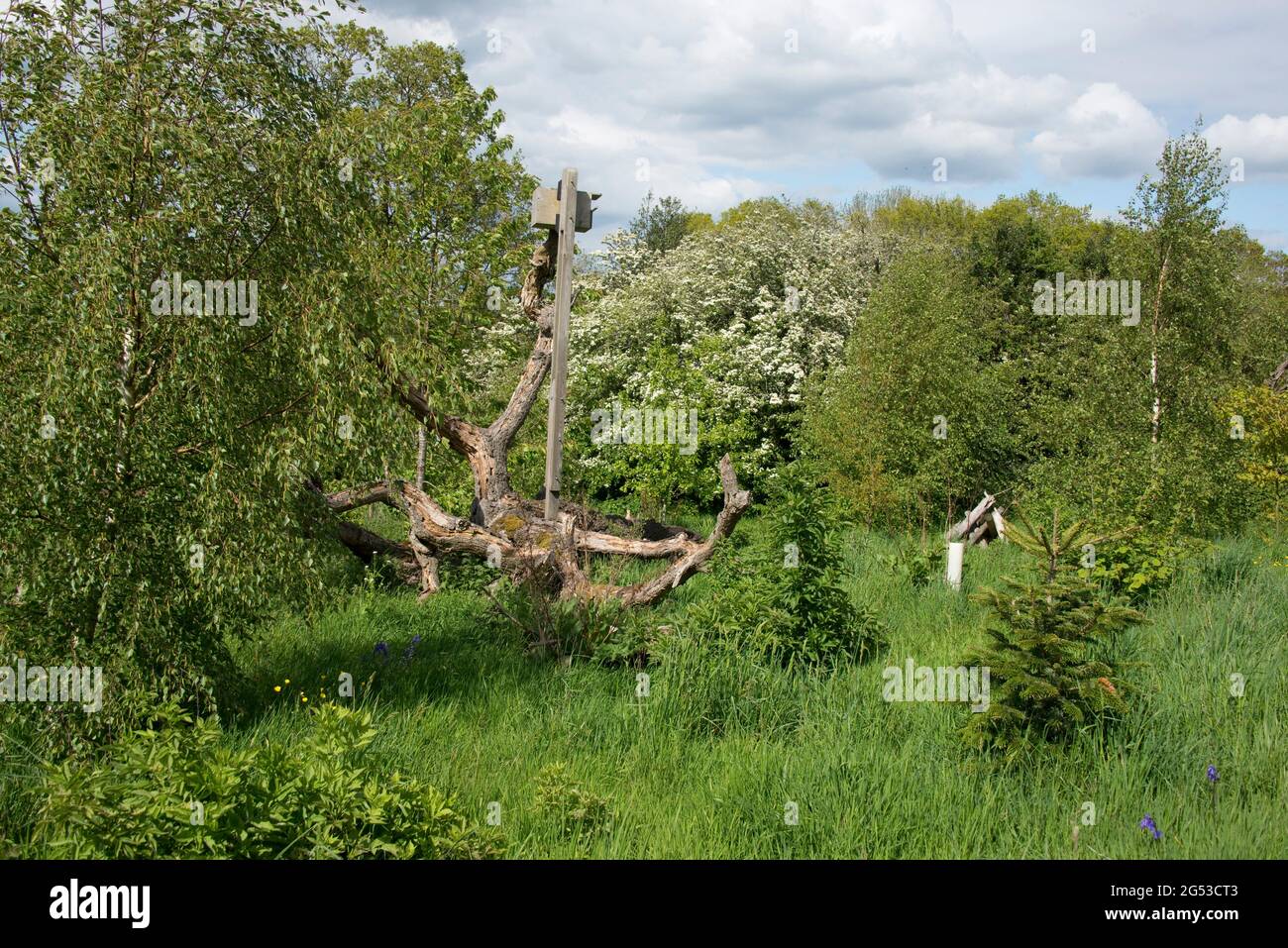 Small young rough garden woodland with trees in spring, long grass, bluebells  and a wood pile and fallen tree refuge habitat, Berkshire, May Stock Photo