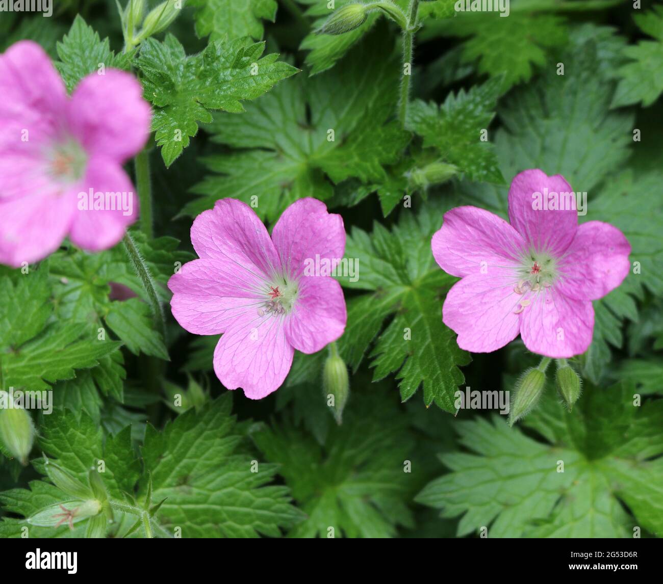 Geranium palustre or Marsh Cranesbill Stock Photo