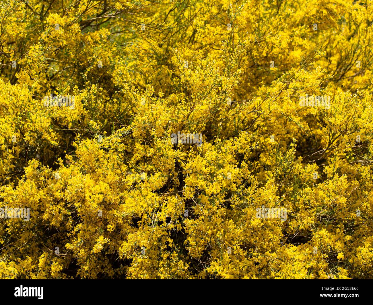 Yellow leaves on tree in Imlil in Morocco Stock Photo