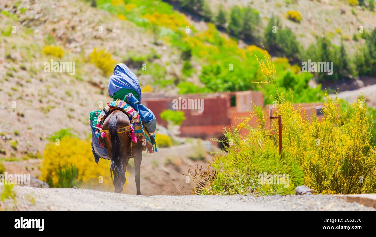 Moroccan horse rider in atlas mountains Stock Photo