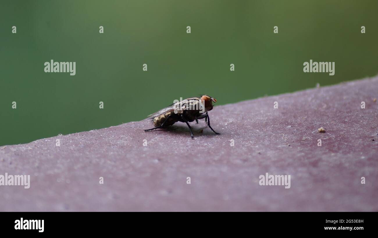 Close up of a House fly on the floor Stock Photo