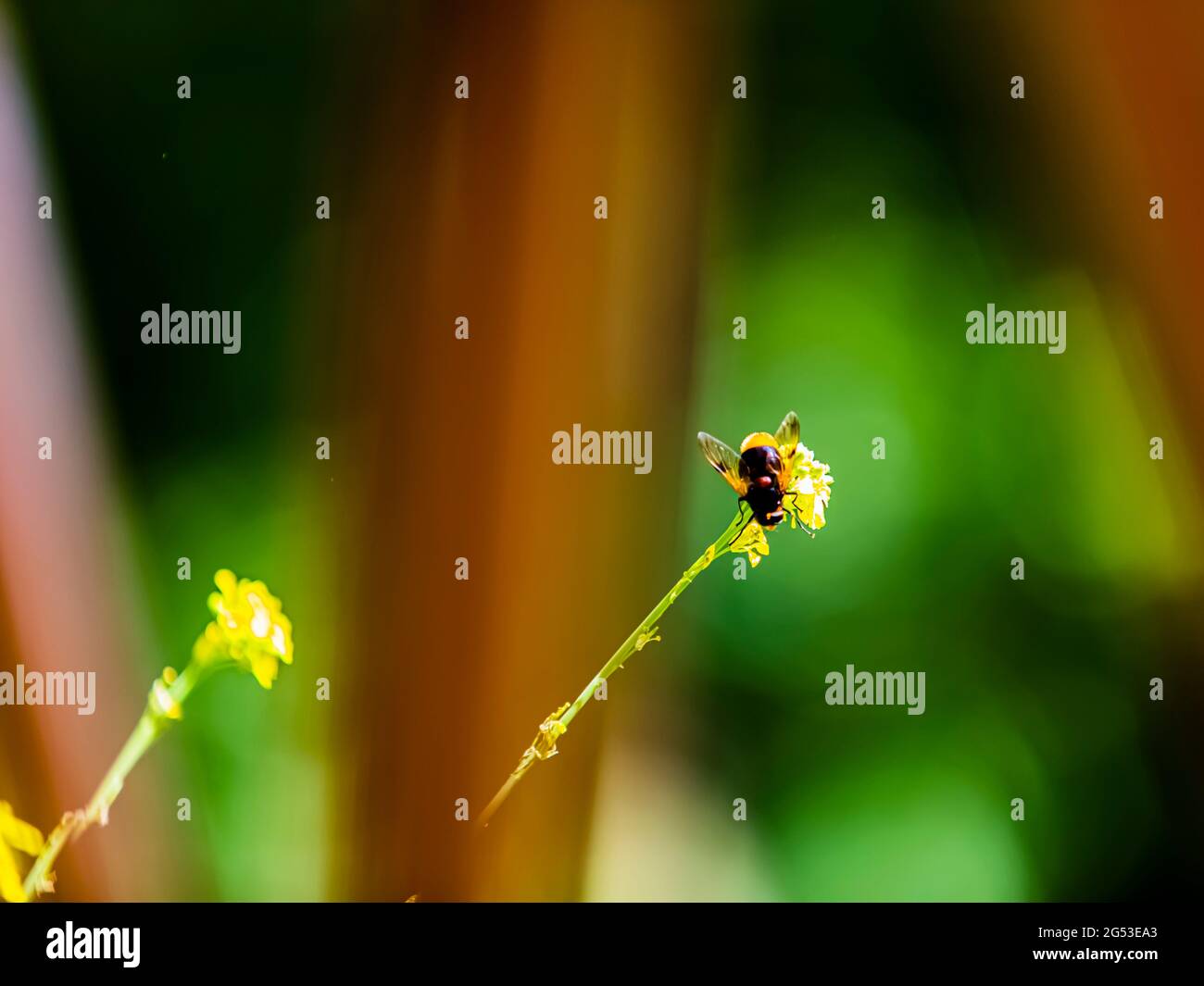 A beautiful bee on a yellow flower with a green blurred natural background Stock Photo