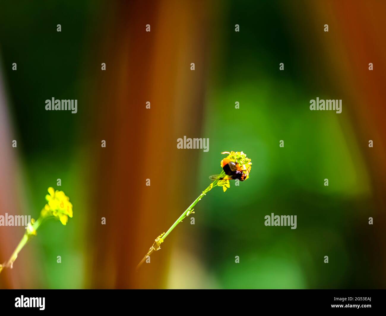A beautiful bee on a yellow flower with a green blurred natural background Stock Photo