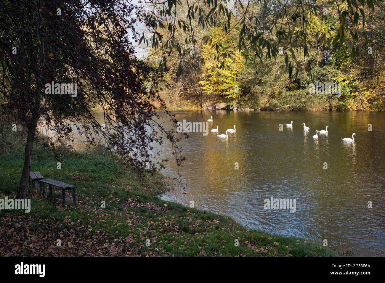 Swans on the river in the autumn Stock Photo