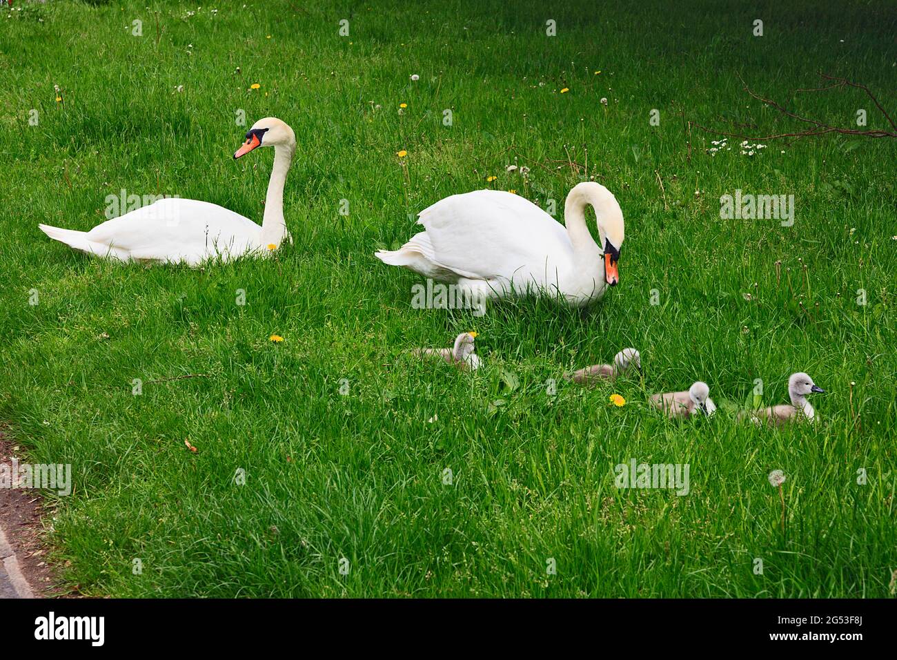 Pair of Mute Swans with four young Stock Photo Alamy