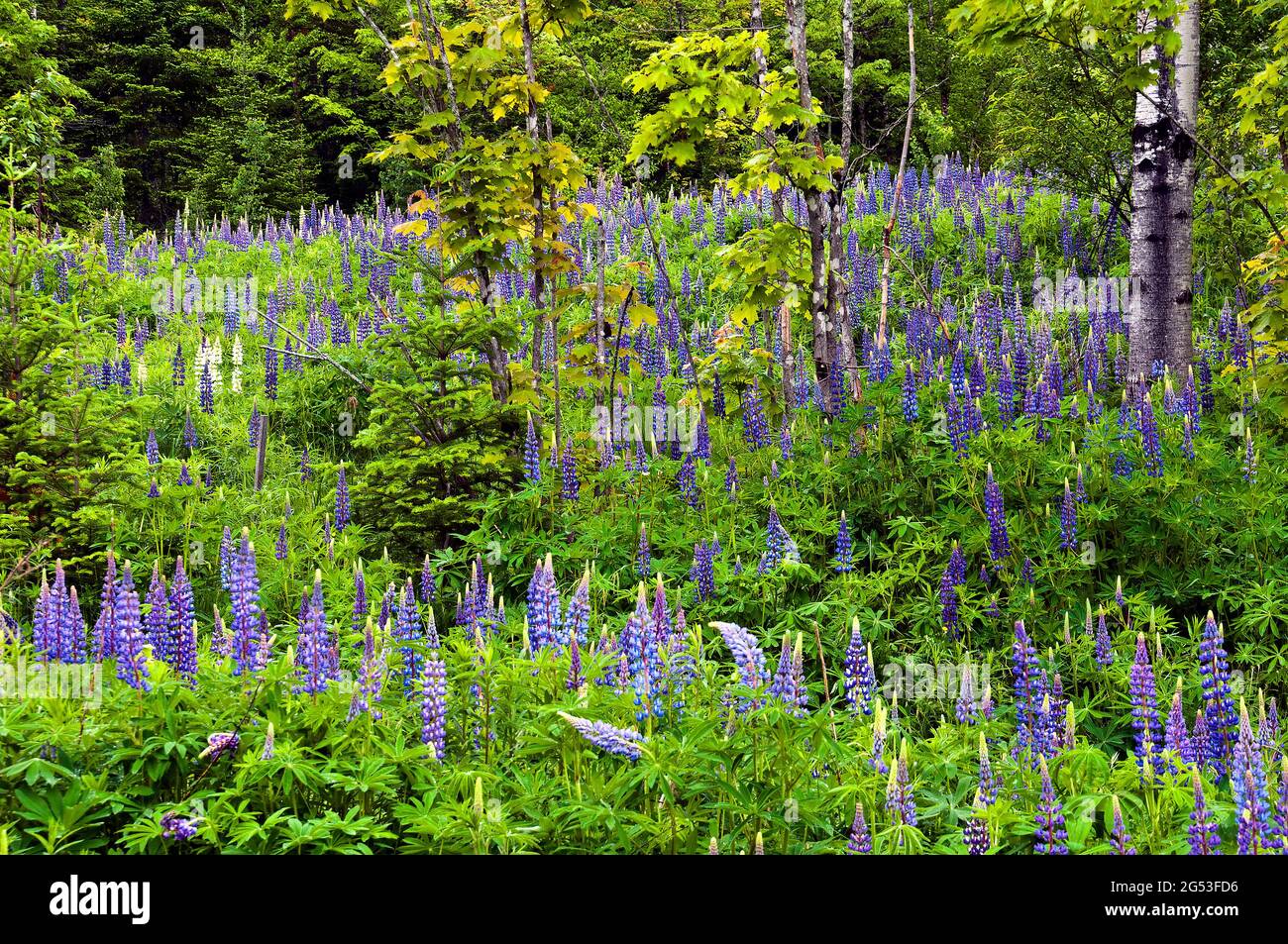 Blooming lupine wildflowers, Maine Stock Photo