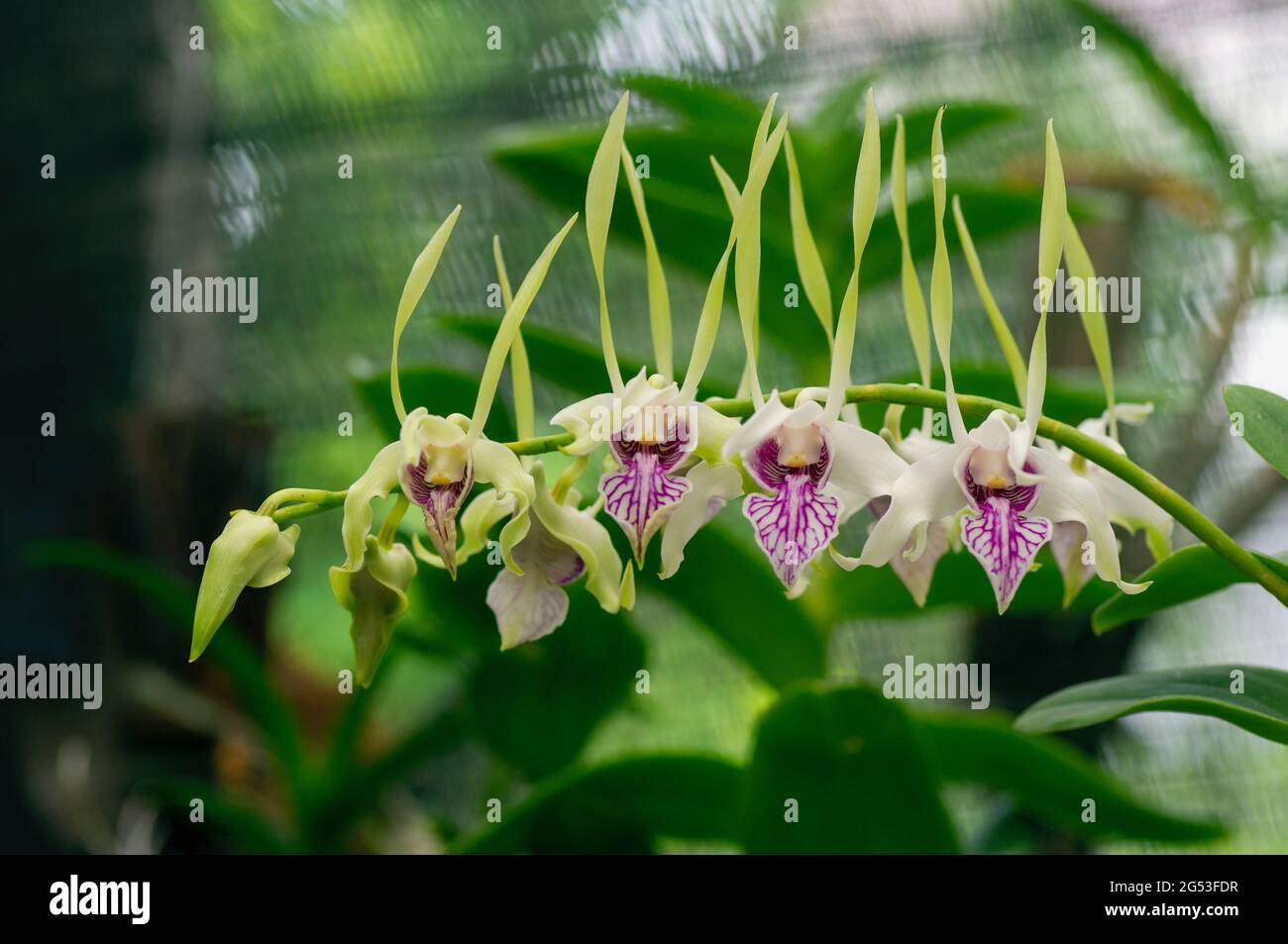 Dendrobium stratiotes orchid in the nursery. Stock Photo