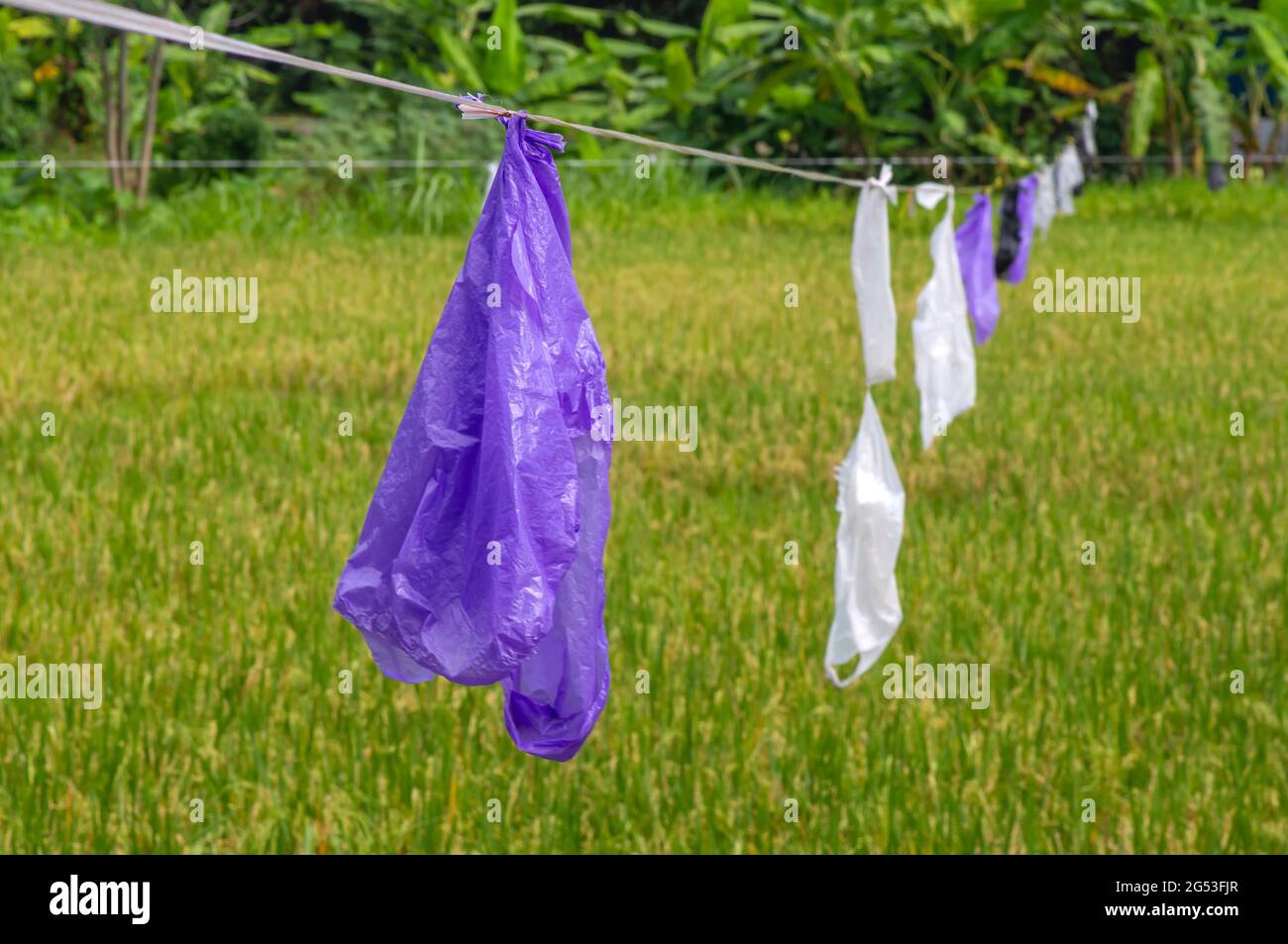 Used plastics as traditional equipment to ward off bird attacks on the paddy field in Yogyakarta, Indonesia Stock Photo