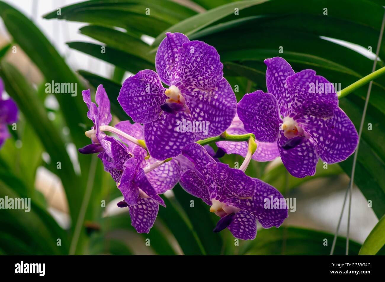 extured purple Moth orchids (Phalaenopsis amabilis), commonly known as the moon orchid. Stock Photo