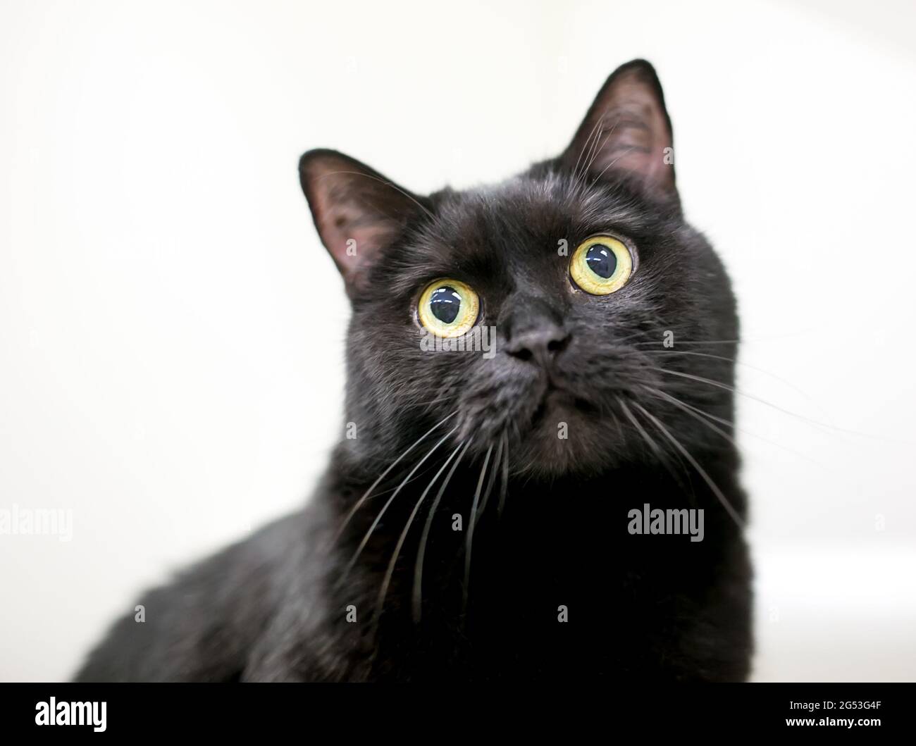 A wide eyed black shorthair cat with yellow eyes and dilated pupils Stock Photo