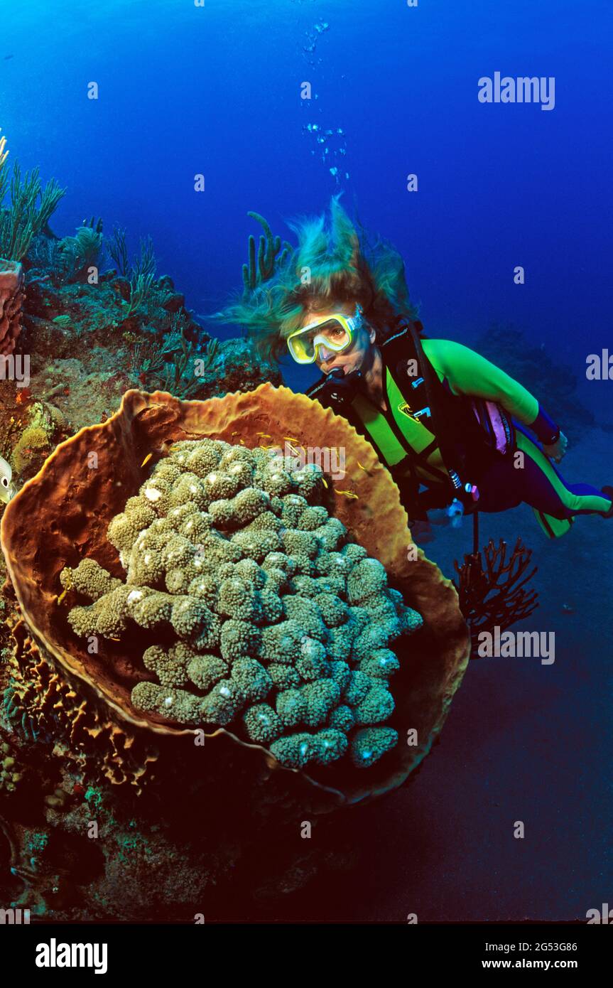 Female scuba diver and basket sponge filled with clumps of green algae, Tent Reef, Saba Stock Photo