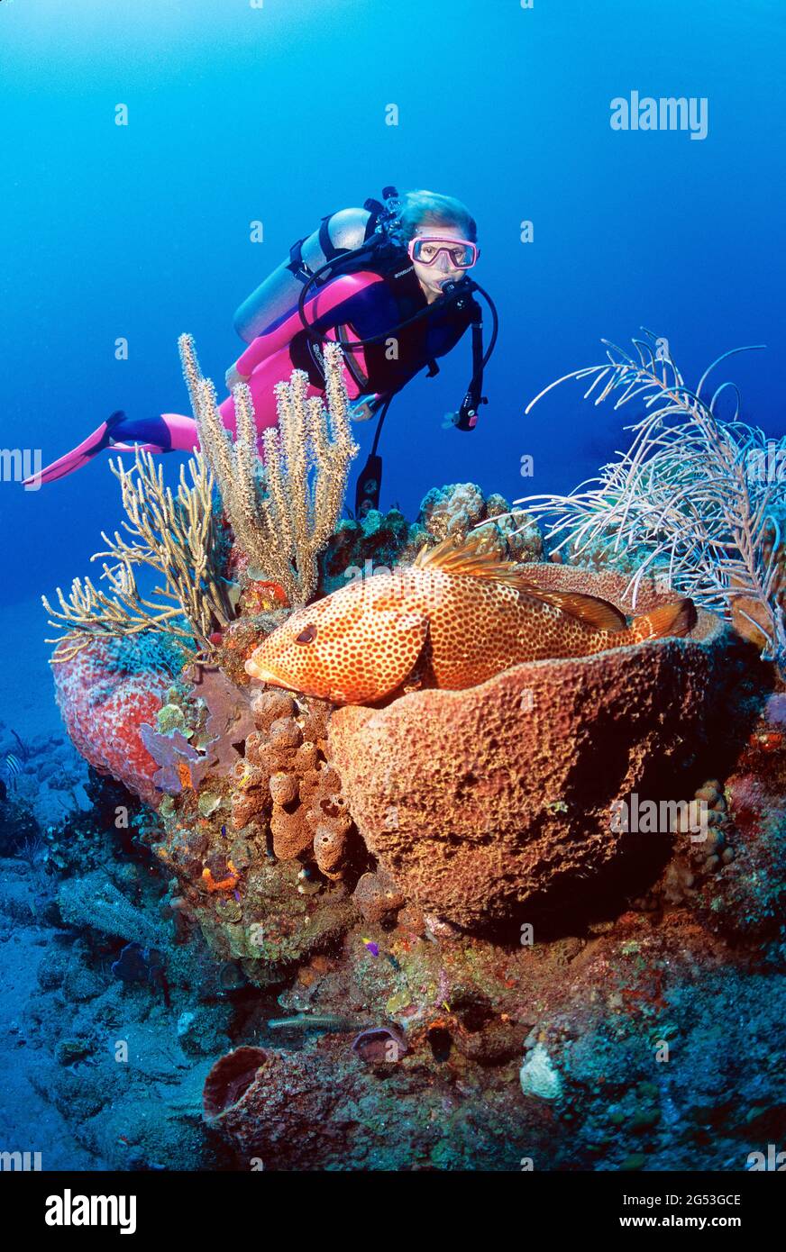 Female scuba diver over healthy coral reef, Graysby in basket sponge, Tent Reef, Saba Stock Photo