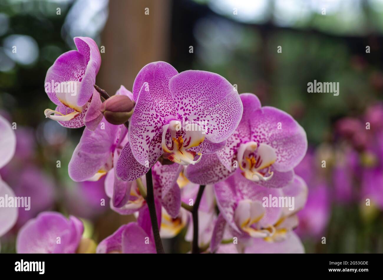 Textired pink Moth orchids (Phalaenopsis amabilis), commonly known as the moon orchid. Stock Photo