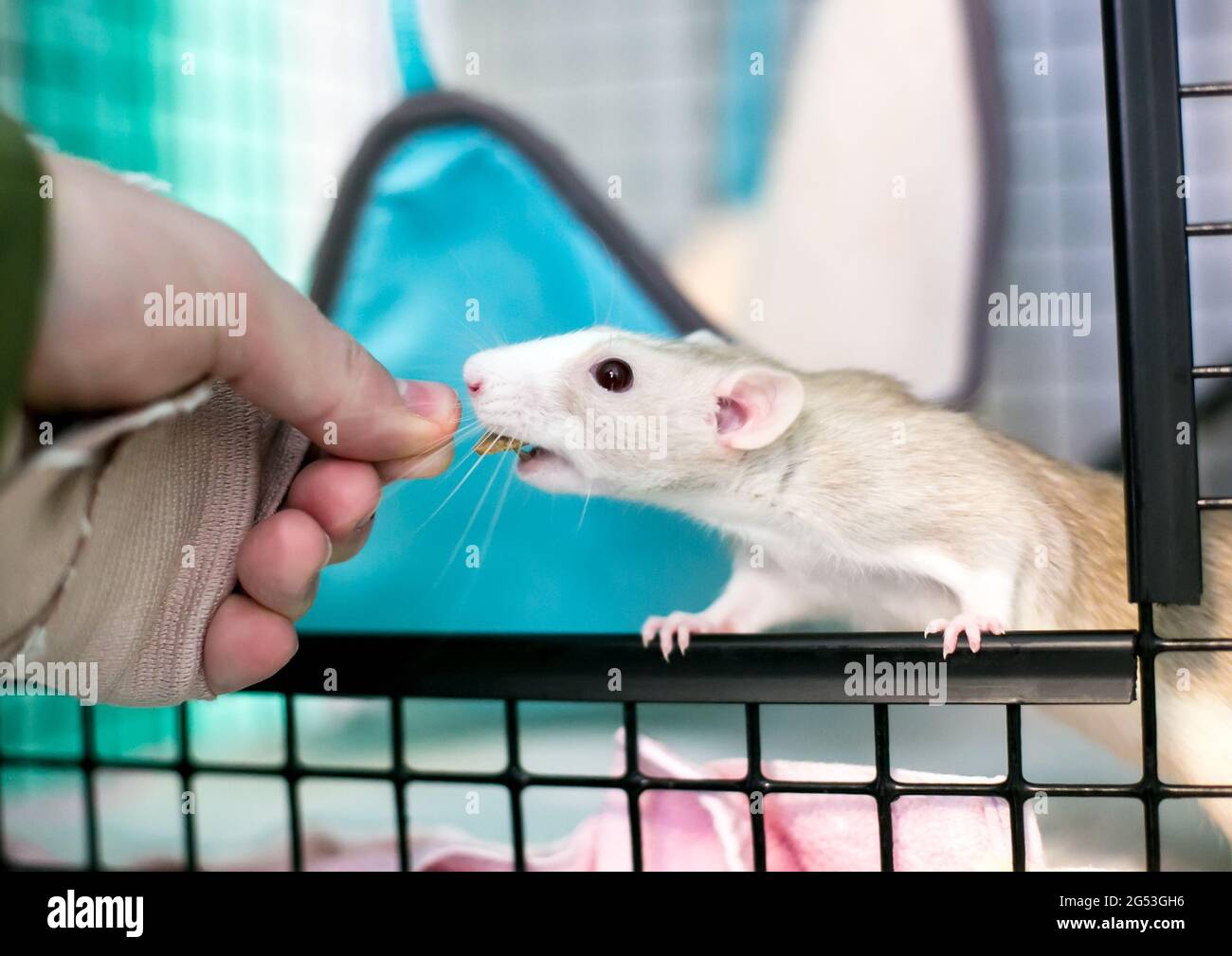 Taking feed from a hi-res stock photography and images - Alamy