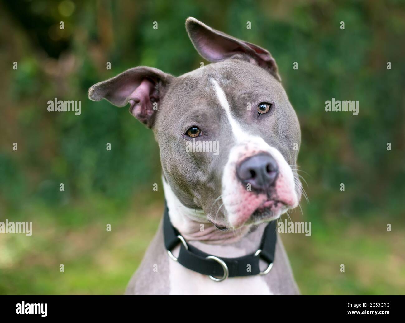 Bull terrier hotsell floppy ears