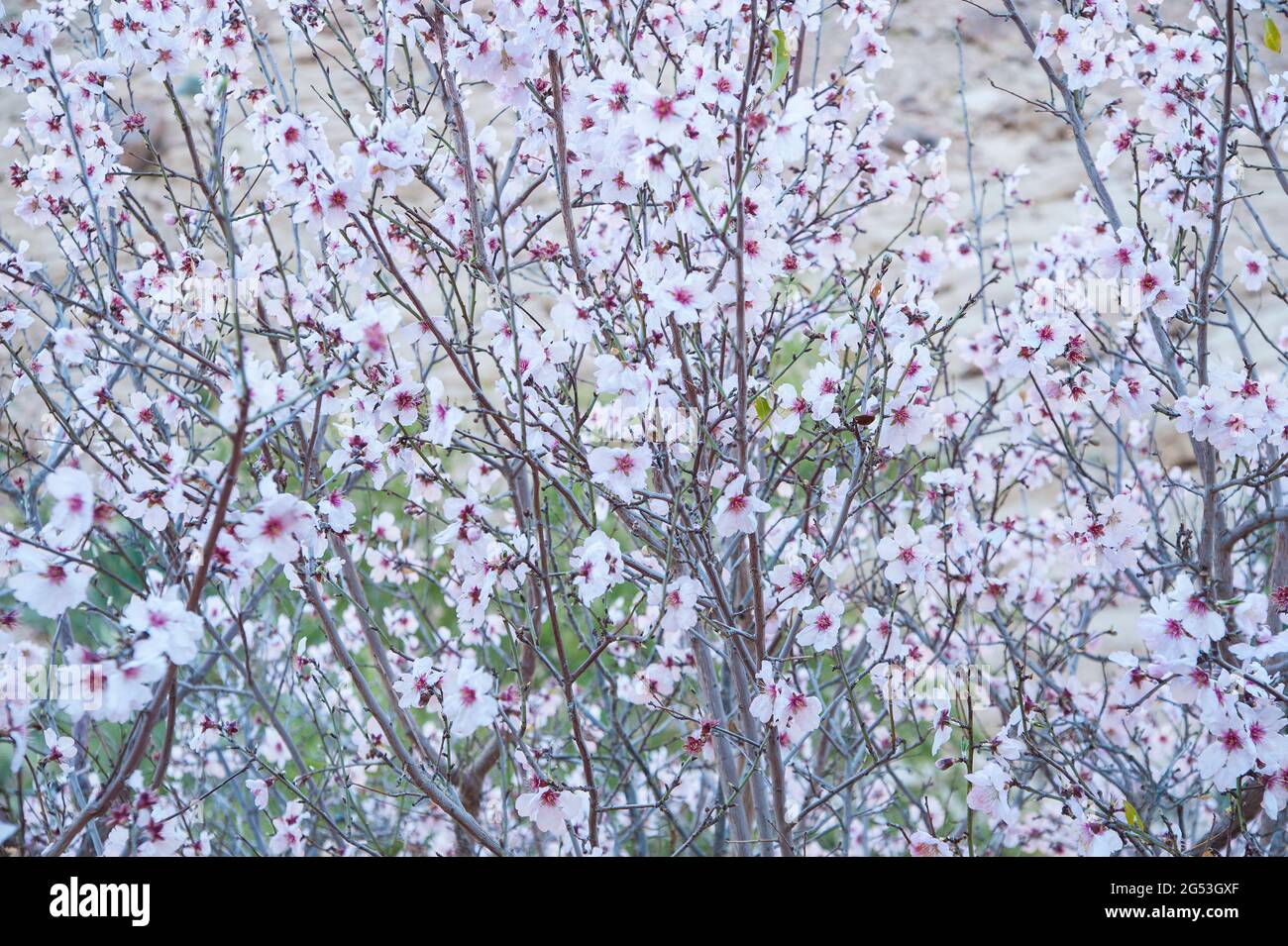 EGYPT, SINAI: Blooming almond trees. The town of Saint Catherine lies 1600m above sea level at the foot of the Sinai mountains. Mostly know for its fa Stock Photo