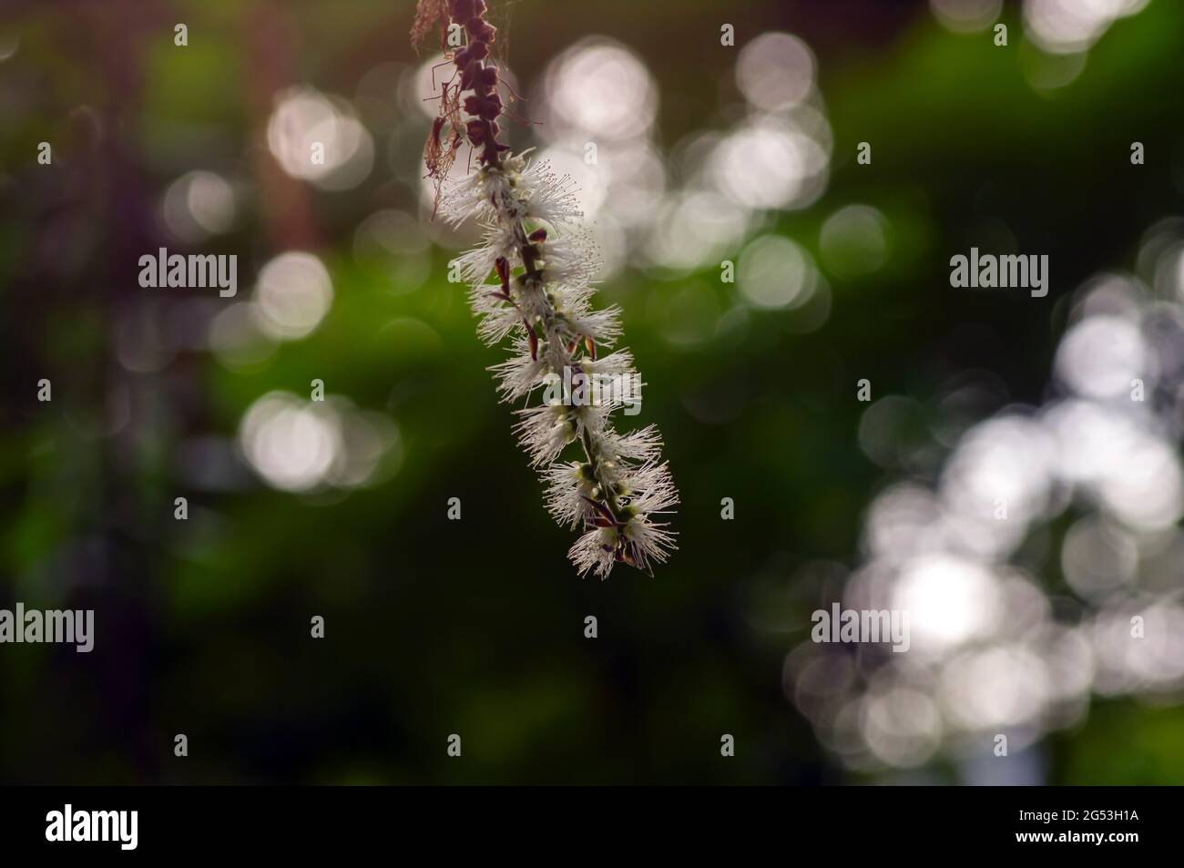 Melaleuca cajuputi flowers in shallow focus, with blurred bokeh background Stock Photo