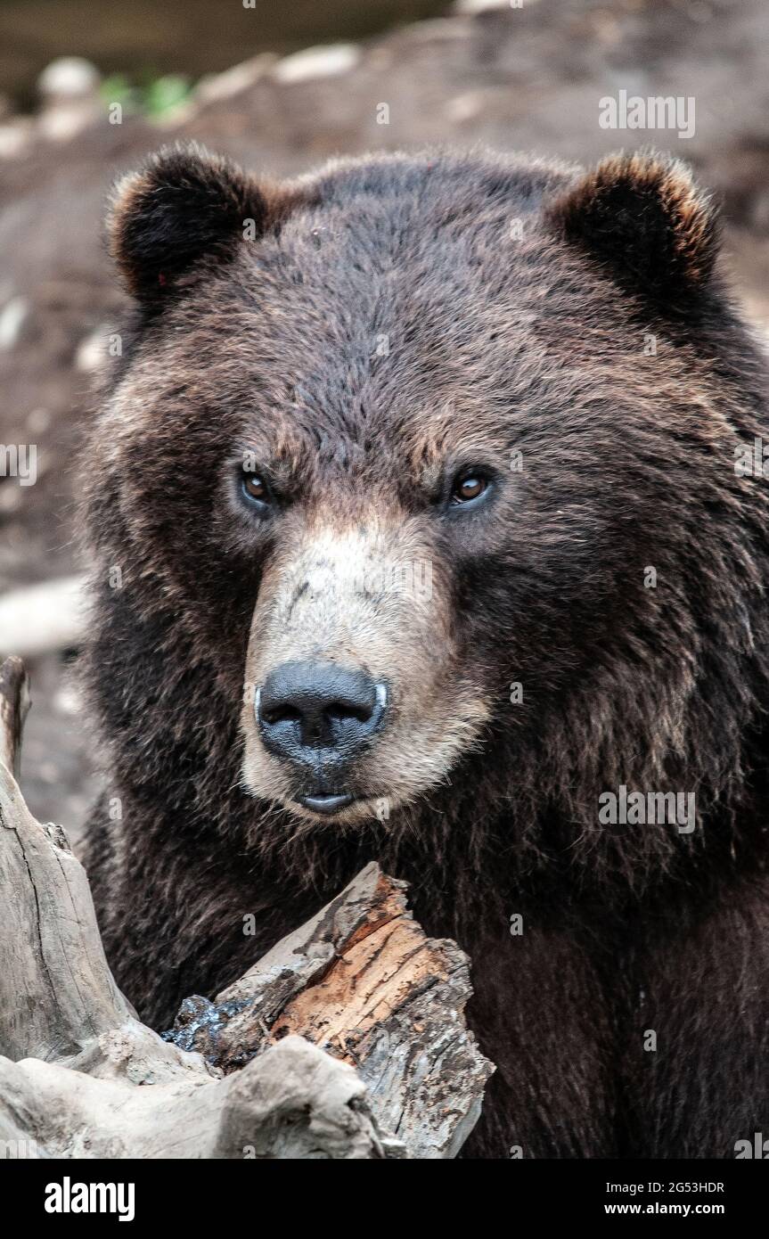 bear / bruin (animal) —