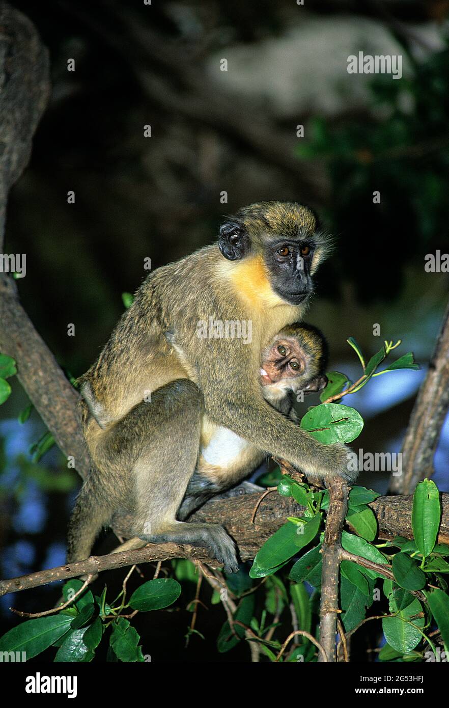 Vervet monkeys, mother and baby, Turtle Beach, St.Kitts Stock Photo - Alamy