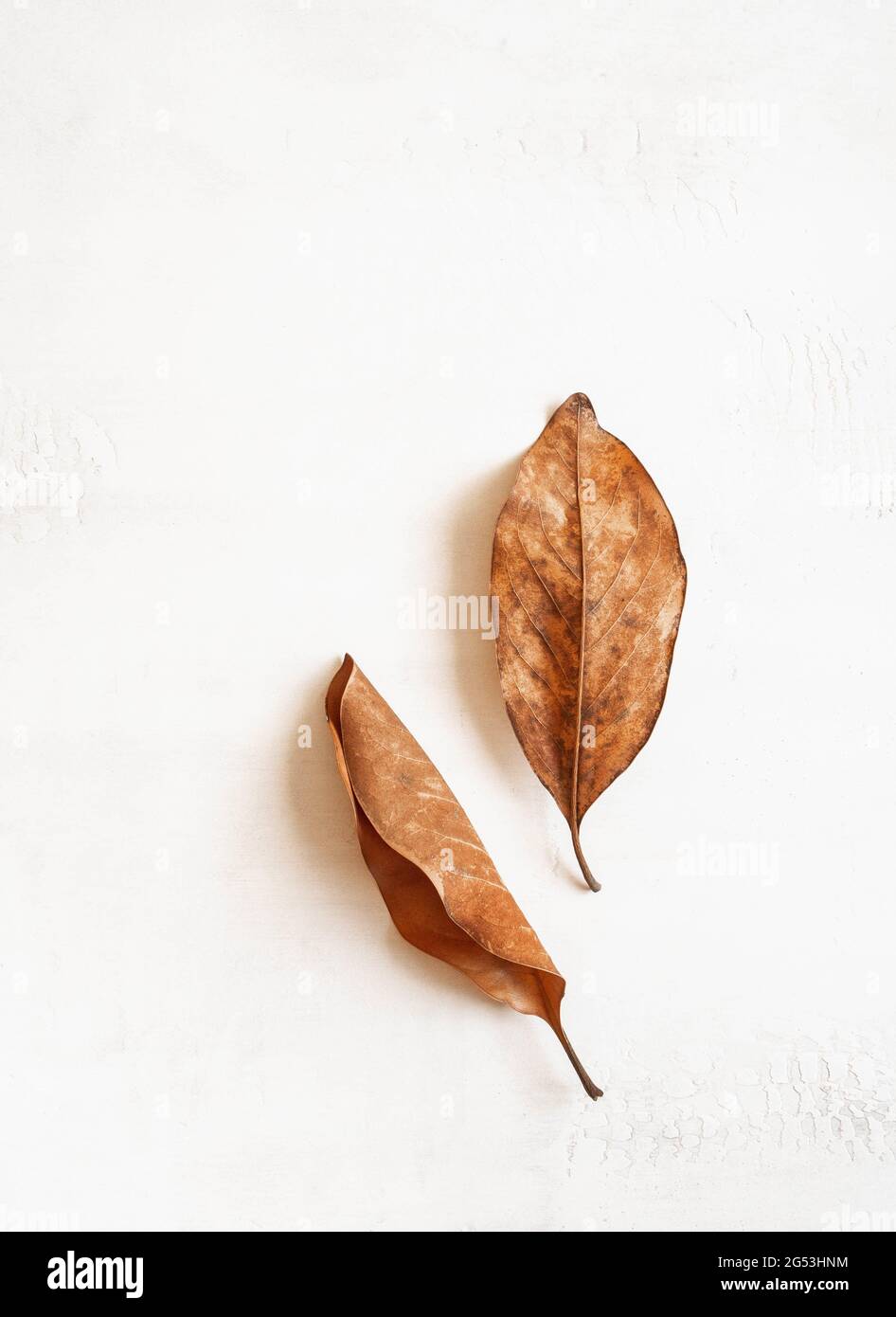 Composition gold leaf hi-res stock photography and images - Alamy