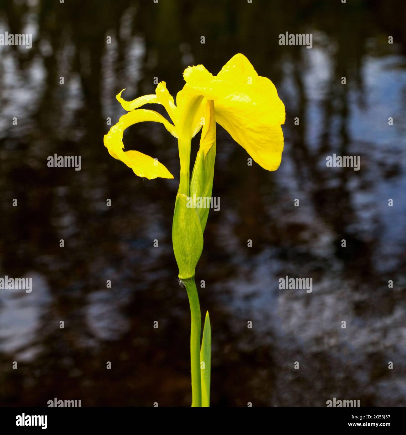 Flag Iris, Iris pseudacorus, growing by river on the Isle of Eigg, Inner Hebrides, Scotland Stock Photo