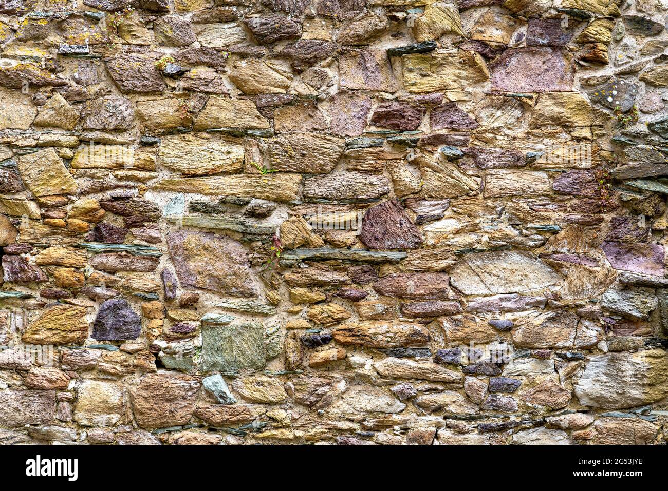 Rubble wall constructed from purple and yellow sandstones and metamorphic rocks from the St David's peninsula in Pembrokeshire UK Stock Photo