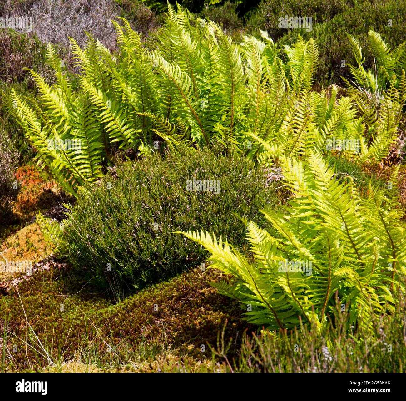 Moorland vegetation hi-res stock photography and images - Alamy