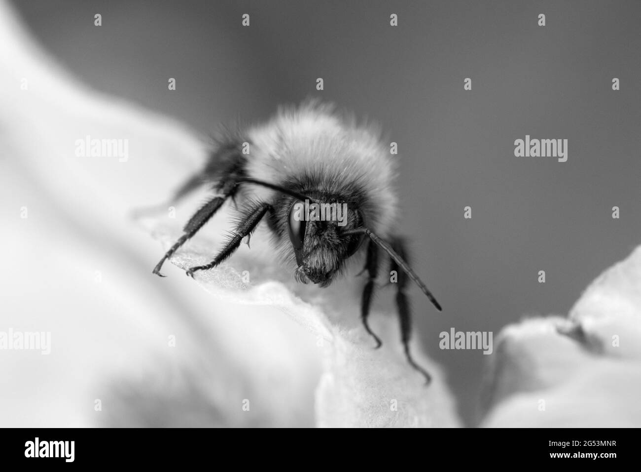 Black and white closeup image of a Bumblebee on Anemone tomentosa Stock Photo