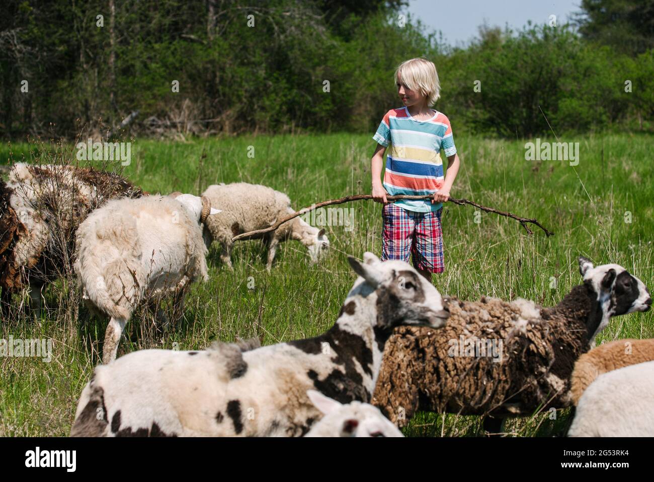 Canada, Ontario, Kingston, Boy (8-9) with sheep in field Stock Photo