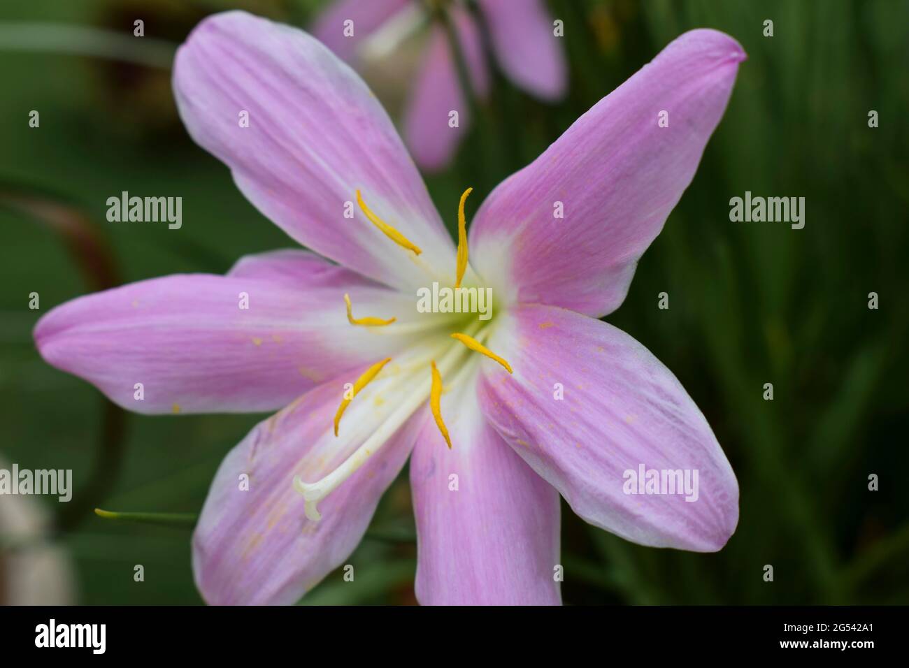 Closeup of Rain lily flower in pink color also known as Zephyranthes carinata. Indian flowering plants Stock Photo