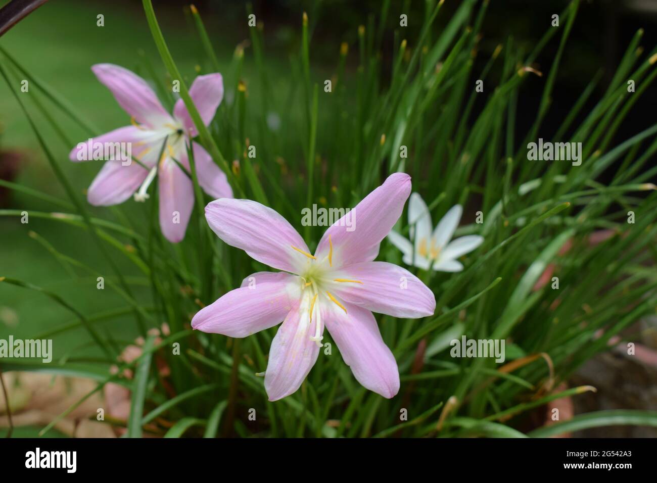 Rain lily flower in pink color and white color in back. Scientifically known as Zephyranthes carinata. Indian flowering plants Stock Photo