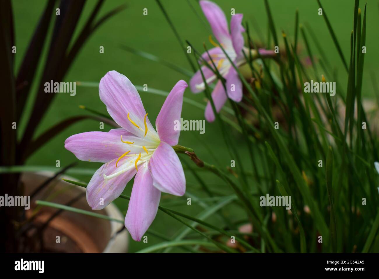 Rain lily flower in pink color also known as Zephyranthes carinata. Indian flowering plants Stock Photo