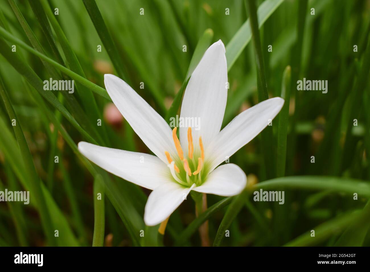 Rain lily flower in white color also known as Zephyranthes carinata. Indian flowering plants Stock Photo