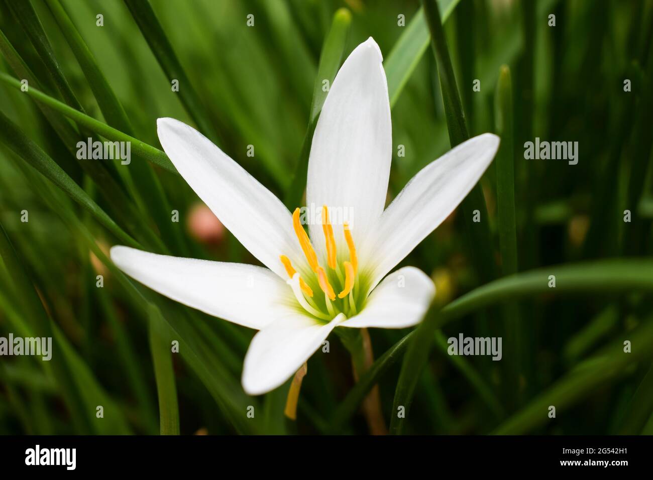 Rain lily flower in white color also known as Zephyranthes carinata. Indian flowering plants Stock Photo
