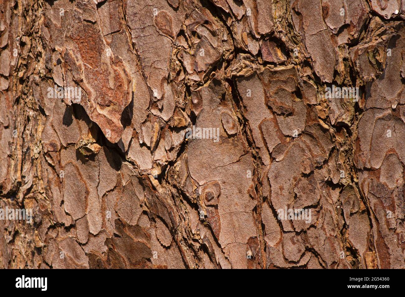 The surface of an old Mahogany (Swietenia mahagoni) tree bark for natural background Stock Photo