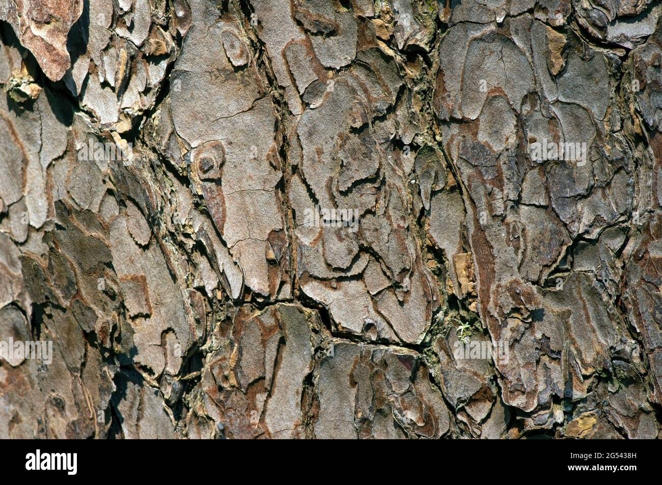 The surface of an old Mahogany (Swietenia mahagoni) tree bark for natural background Stock Photo