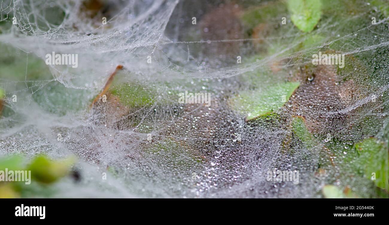 Spider web on grass covered with dew hires stock photography and