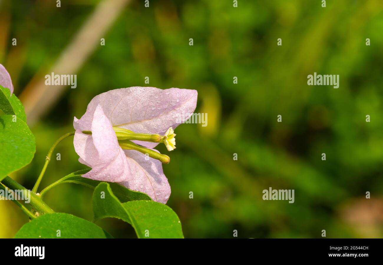 Bougainvillea pistil in shallow focus, is a climbing plant that has thin, pink, red or purple flowers Stock Photo
