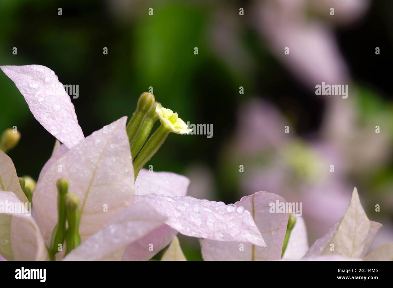 Bougainvillea pistil in shallow focus, is a climbing plant that has thin, pink, red or purple flowers Stock Photo