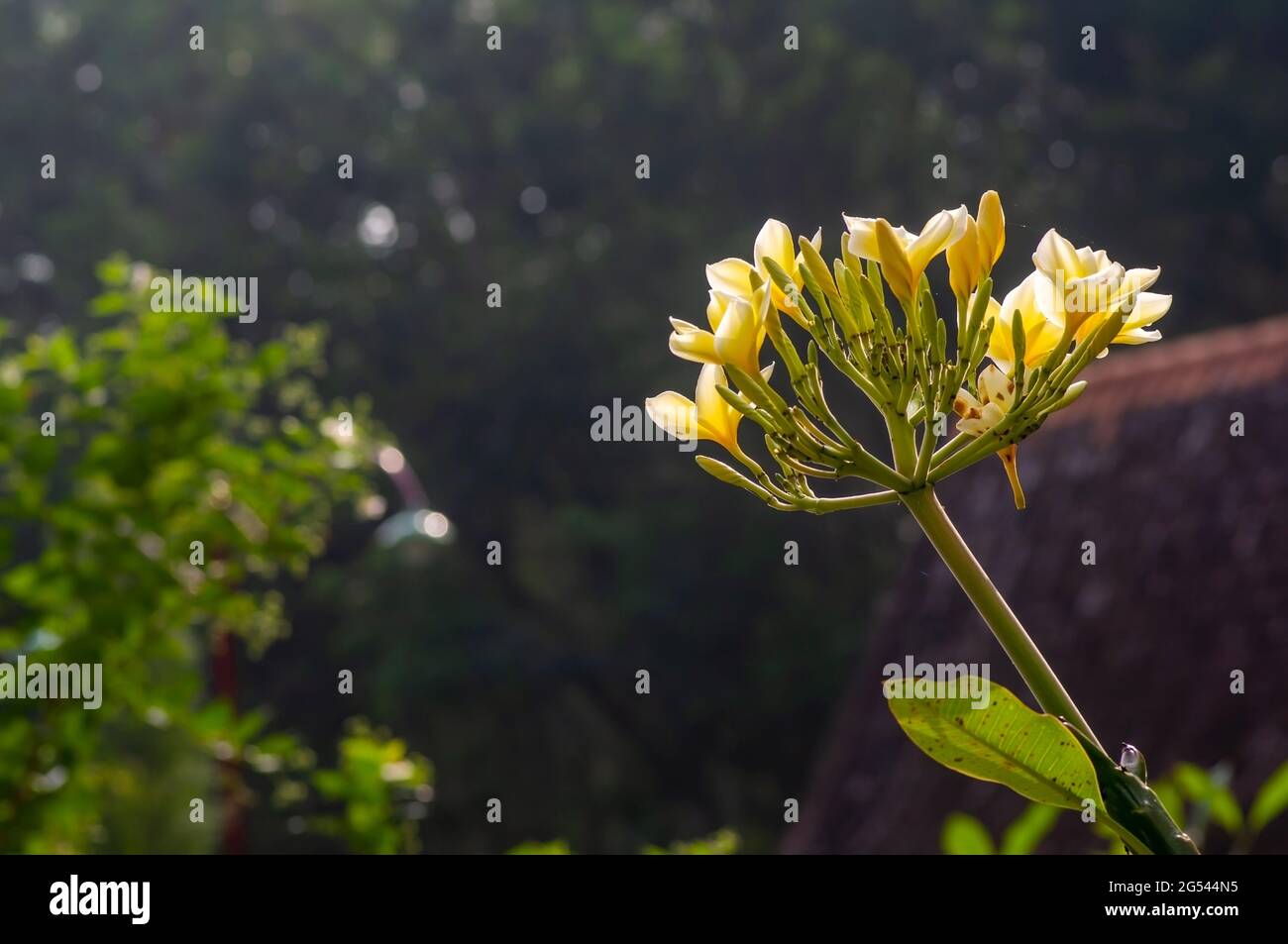 Kamboja flower (Plumeria), a genus of flowering plants in the family Apocynaceae Stock Photo